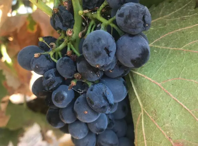 Acropole Algarve Апартаменти Портіман